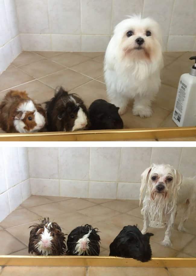 21 Fotos reveladoras de animais antes e durante o banho
