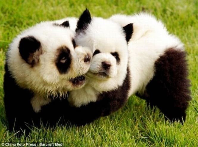 14 Cães que só podem ter sido desenhados pela mãe natureza