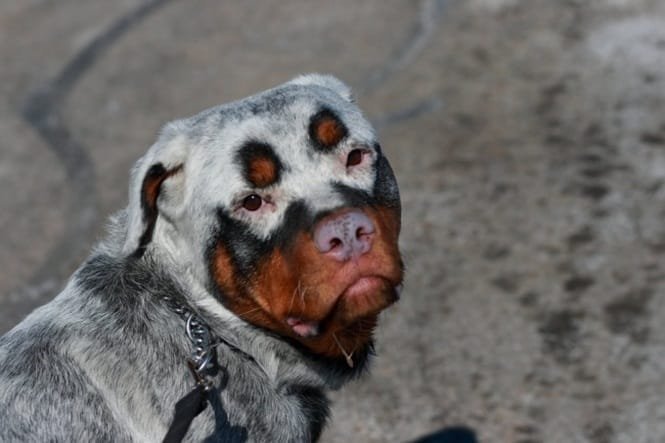 14 Cães que só podem ter sido desenhados pela mãe natureza