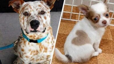 14 Cães que só podem ter sido desenhados pela mãe natureza