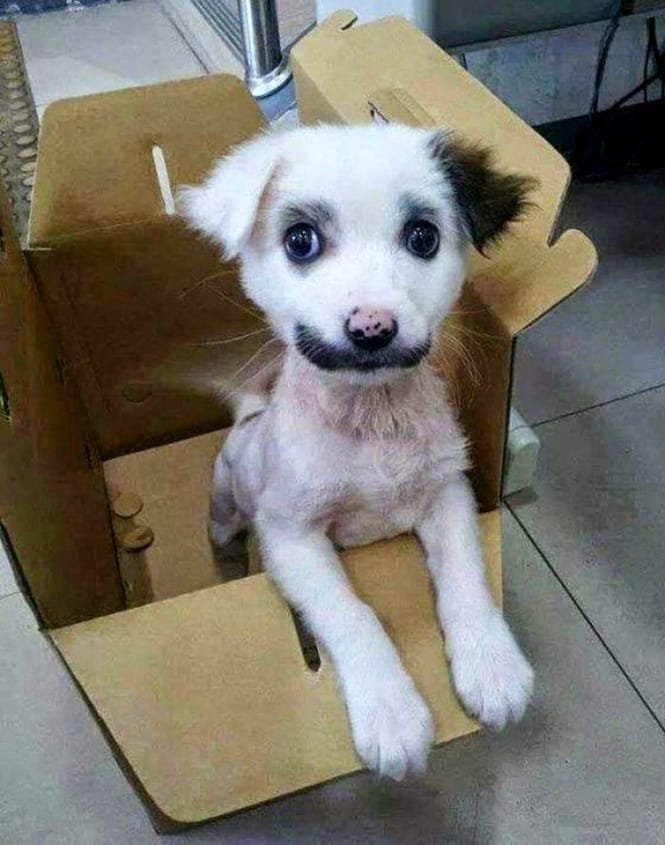14 Cães que só podem ter sido desenhados pela mãe natureza