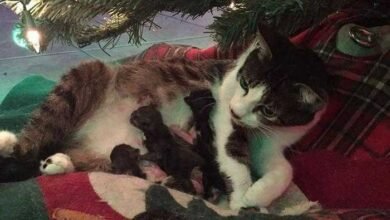 Gata grávida tem seus filhotes sob a árvore de natal da família