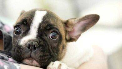 5 Formas de ferir os sentimentos de seu cão. Saiba e evite