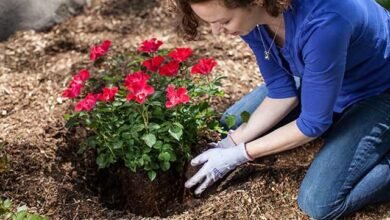 Como Cuidar de Rosas: Dicas, Informações e Fotos!