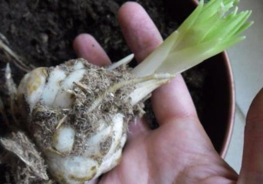 bulbo de lírio a ser plantado