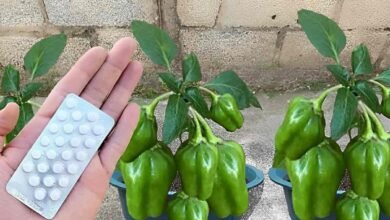Como plantar pimentão em vaso e começar a produzir em até 60 dias