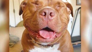 Pitbull não consegue parar de sorrir depois de ser adotado
