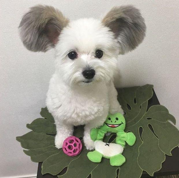 1750749011 320 caozinho com orelhas de rato esta encantando a internet cão com orelhas de rato (2)