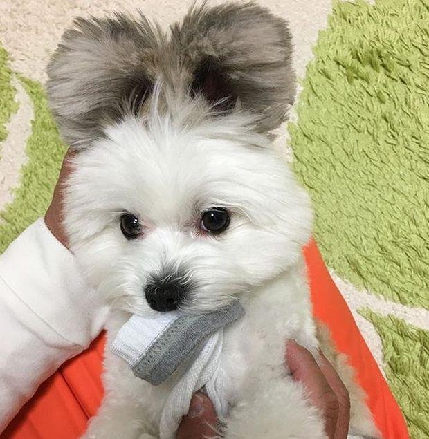 1750749012 981 caozinho com orelhas de rato esta encantando a internet cão com orelhas de rato (3)
