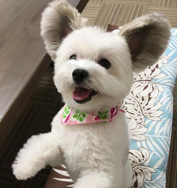 1750749014 155 caozinho com orelhas de rato esta encantando a internet cão com orelhas de rato (4)