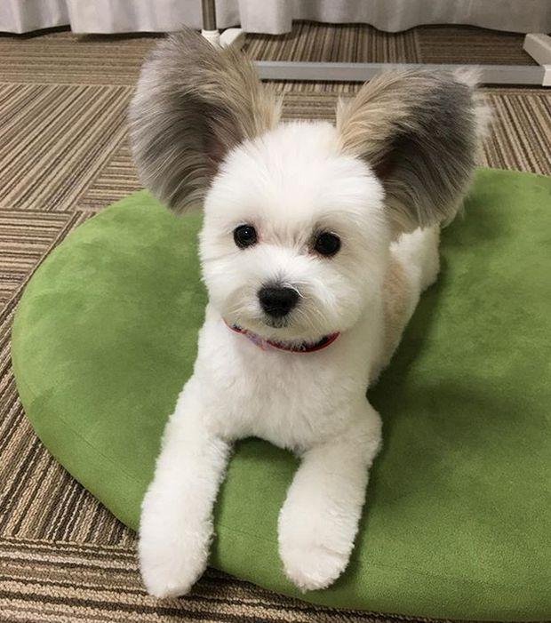 1750749016 783 caozinho com orelhas de rato esta encantando a internet cão com orelhas de rato (5)