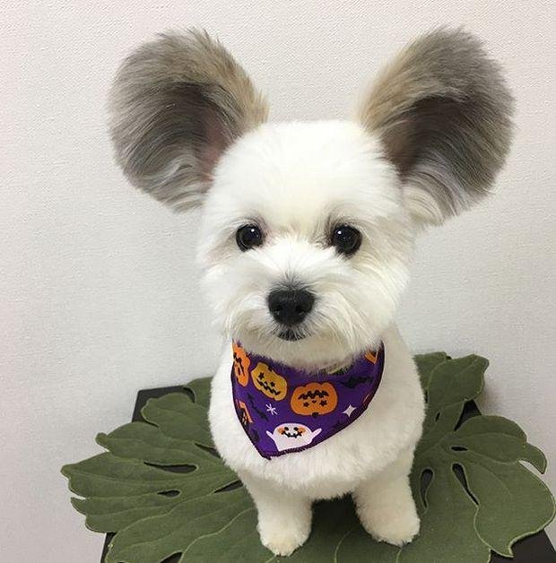 1750749017 623 caozinho com orelhas de rato esta encantando a internet cão com orelhas de rato (6)