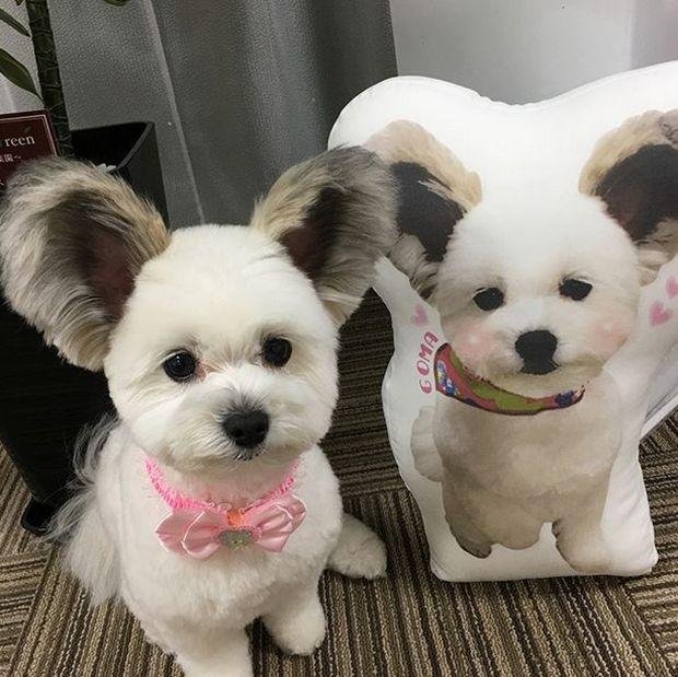 1750749021 437 caozinho com orelhas de rato esta encantando a internet cão com orelhas de rato (8)
