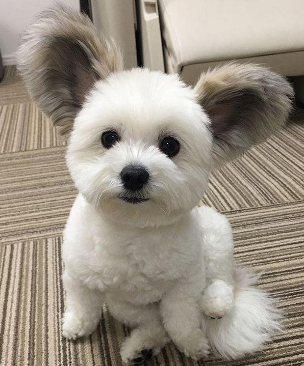 1750749022 101 caozinho com orelhas de rato esta encantando a internet cão com orelhas de rato (9)