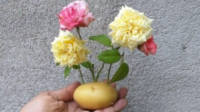 17 dicas incríveis que facilitarão o seu dia a dia