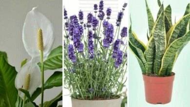 5 plantas que são ótimas para ter no quarto e ajudam a pegar no sono