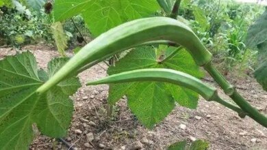 Aprenda como plantar quiabo | Bau das DICAS