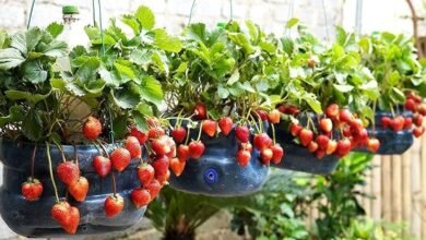 como cultivar morangos em garrafas plástica de 5 litros