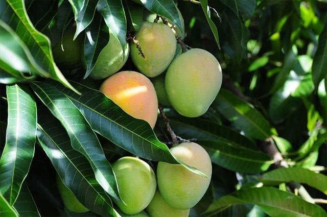 manga fruta manga fruta