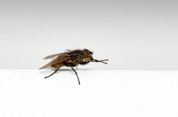 Isso faz com que moscas, mosquitos e baratas desapareçam em menos de 10 minutos Isso faz com que moscas, mosquitos e baratas desapareçam em menos de 10 minutos