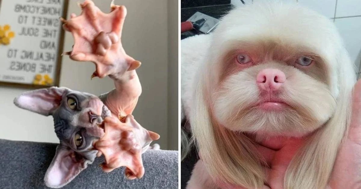 18 vezes que a natureza decidiu usar os animais para nos surpreender de modo bizarro