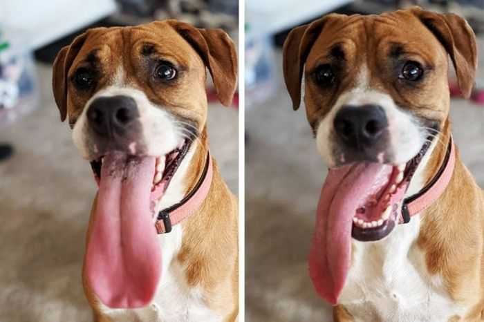 21 animais com características ou comportamentos que vai deixar você de boca aberta 2 21 animais com características ou comportamentos que vai deixar você de boca aberta 2