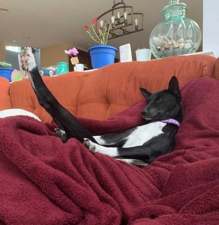 21 animais com características ou comportamentos que vai deixar você de boca aberta 3 21 animais com características ou comportamentos que vai deixar você de boca aberta 3