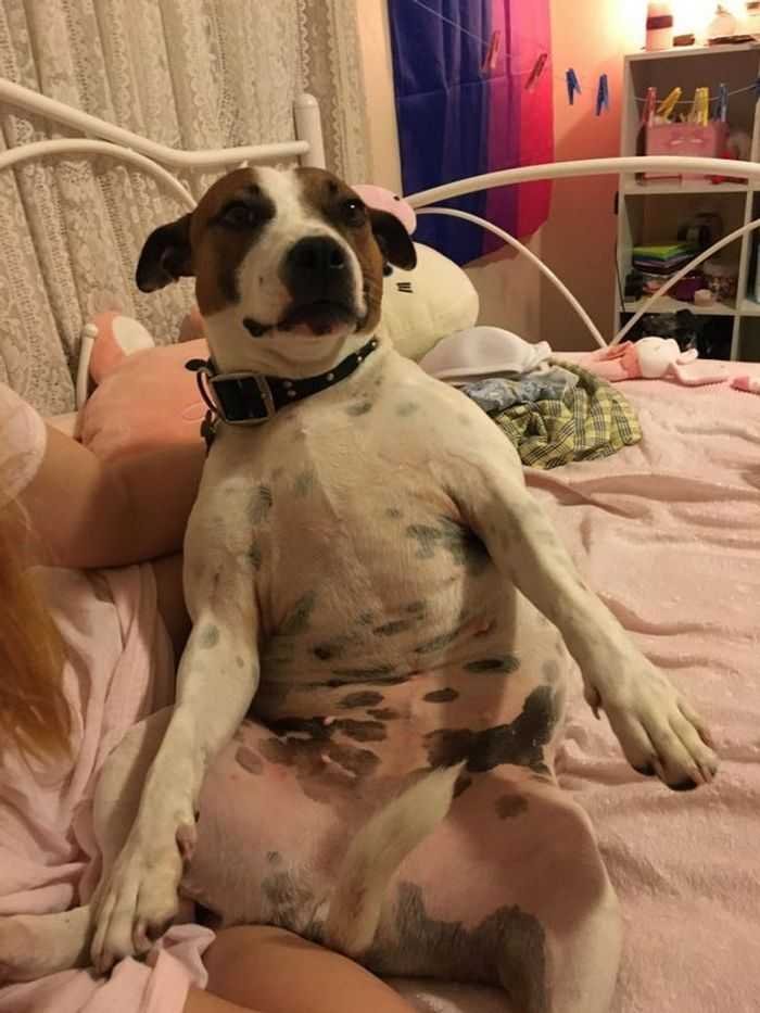 21 animais com características ou comportamentos que vai deixar você de boca aberta 8 21 animais com características ou comportamentos que vai deixar você de boca aberta 8