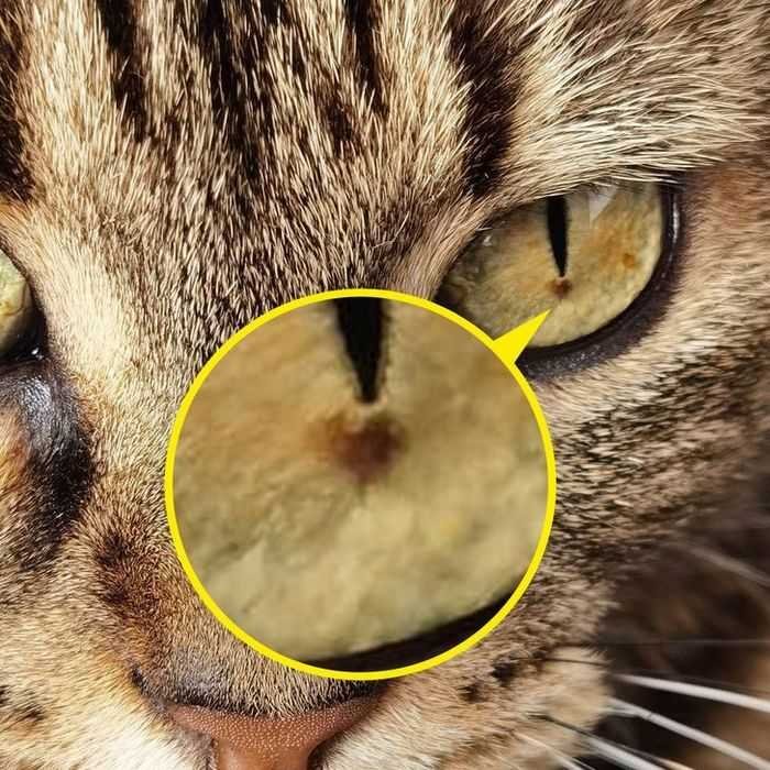 21 animais com características ou comportamentos que vai deixar você de boca aberta 15 21 animais com características ou comportamentos que vai deixar você de boca aberta 15