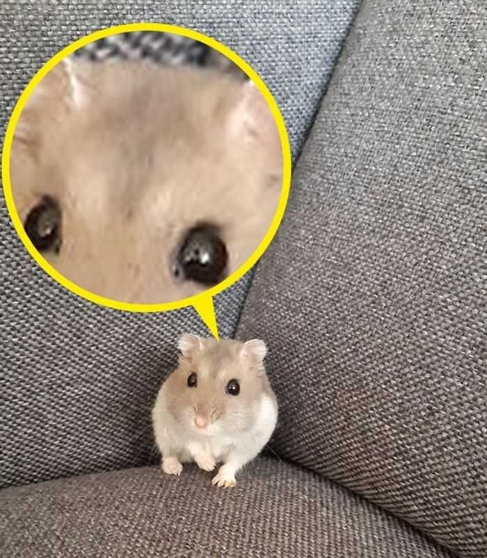 21 animais com características ou comportamentos que vai deixar você de boca aberta 16 21 animais com características ou comportamentos que vai deixar você de boca aberta 16