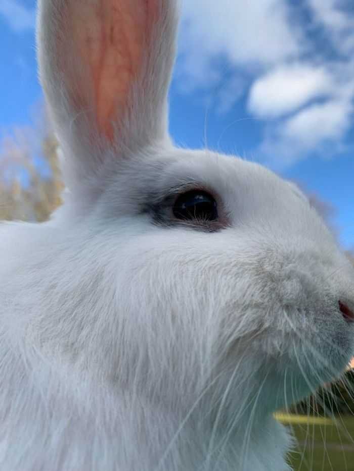 21 animais com características ou comportamentos que vai deixar você de boca aberta 20 21 animais com características ou comportamentos que vai deixar você de boca aberta 20