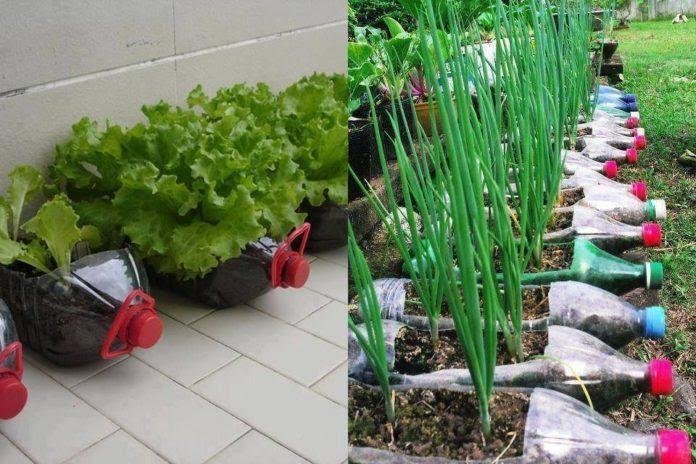 12 Alimentos Para Plantar Facilmente Em Sua Horta De Garrafas PET