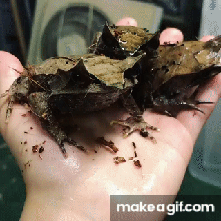 27 animais tao incomuns que parecem ter saido de um