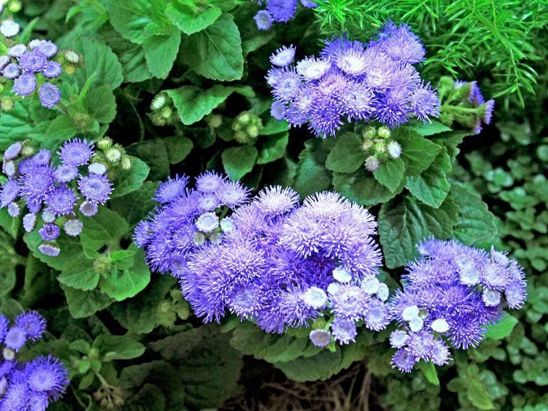 5 Plantas que repelem insetos naturalmente