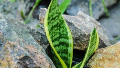 5 plantas que servem para afastar más energias