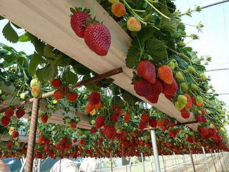 9 formas diferentes de cultivar morangos em casa