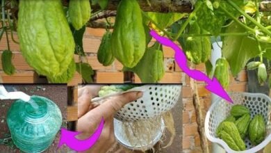 A Melhor Maneira de Cultivar Chuchu em Casa
