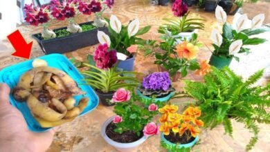 Apenas Casca de Batata faz Qualquer Planta Crescer Rápido