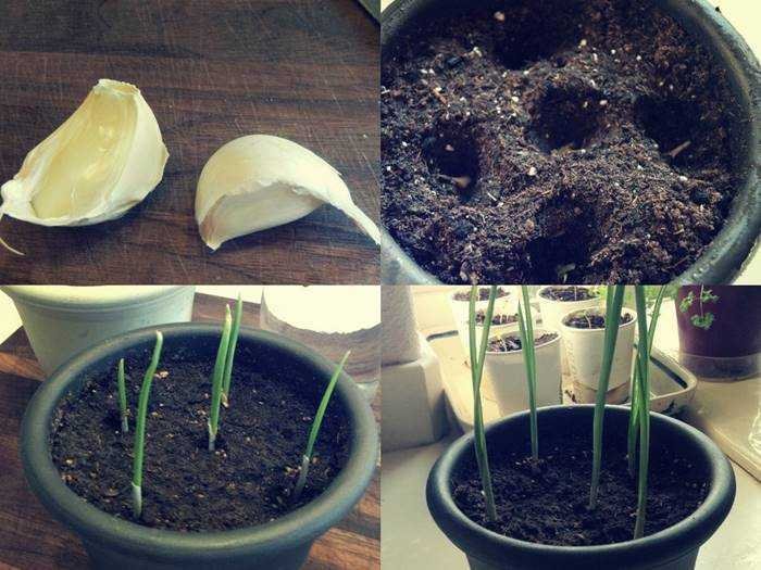 Aprenda a plantar alho em casa com esta dica