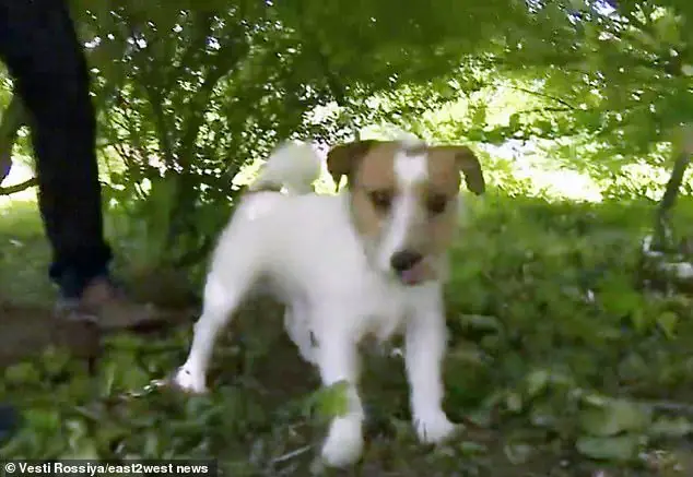 cachorro encontra e salva menina recem nascida 3 1.jpg