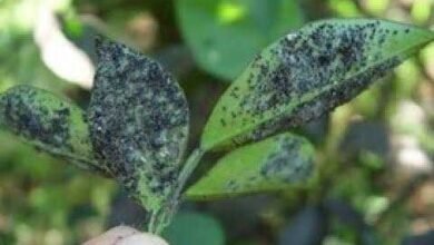 Como Fazer Pesticida Caseiro – Pragas Nunca Mais