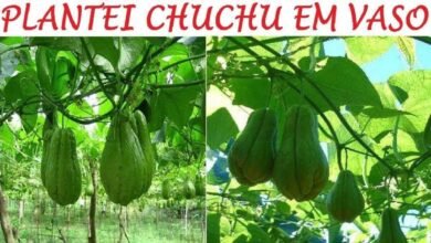 Como Plantar Chuchu em Vasos