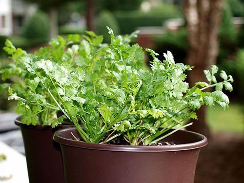 como plantar coentro casa