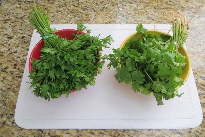 Como conservar salsa e coentros de forma fácil d