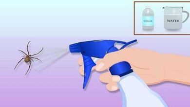 Como eliminar insetos da sua casa em apenas 1 hora