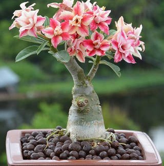 rosa-do-deserto adenium obesum