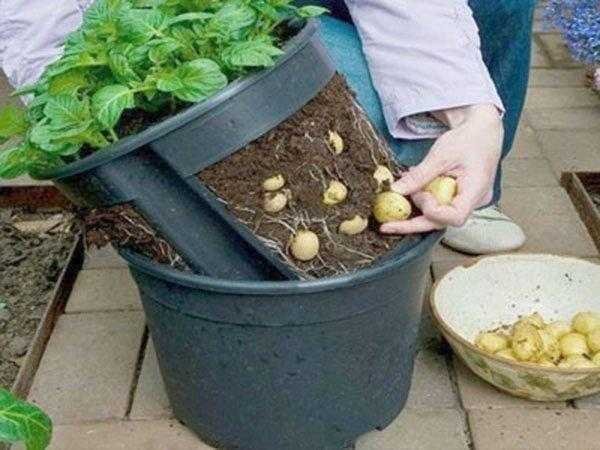 Como plantar batatas em baldes