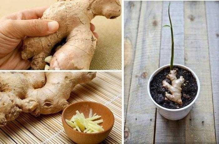 Como plantar gengibre dentro de casa