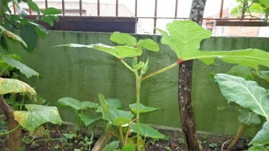 Como plantar pé de quiabo - Quiabeiro