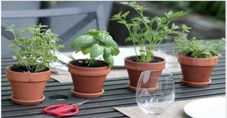 conheça 4 plantas que protegem seu cérebro de alzheimer